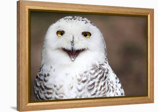 Snowy Owl (Bubo Scandiacus) Smiling And Laughing-l i g h t p o e t-Framed Premier Image Canvas