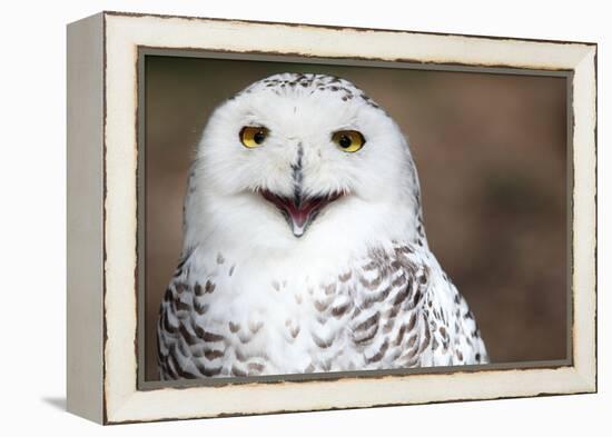 Snowy Owl (Bubo Scandiacus) Smiling And Laughing-l i g h t p o e t-Framed Premier Image Canvas