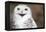 Snowy Owl (Bubo Scandiacus) Smiling And Laughing-l i g h t p o e t-Framed Premier Image Canvas