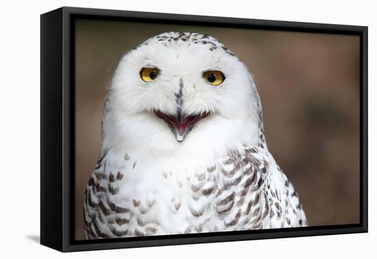 Snowy Owl (Bubo Scandiacus) Smiling And Laughing-l i g h t p o e t-Framed Premier Image Canvas