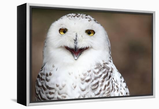 Snowy Owl (Bubo Scandiacus) Smiling And Laughing-l i g h t p o e t-Framed Premier Image Canvas