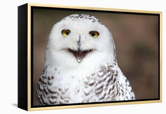 Snowy Owl (Bubo Scandiacus) Smiling And Laughing-l i g h t p o e t-Framed Premier Image Canvas