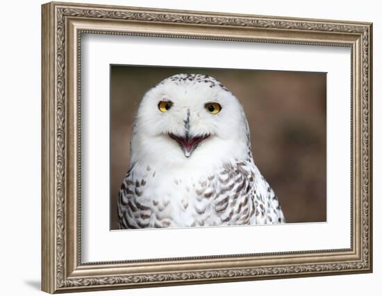 Snowy Owl (Bubo Scandiacus) Smiling And Laughing-l i g h t p o e t-Framed Photographic Print