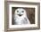 Snowy Owl (Bubo Scandiacus) Smiling And Laughing-l i g h t p o e t-Framed Photographic Print