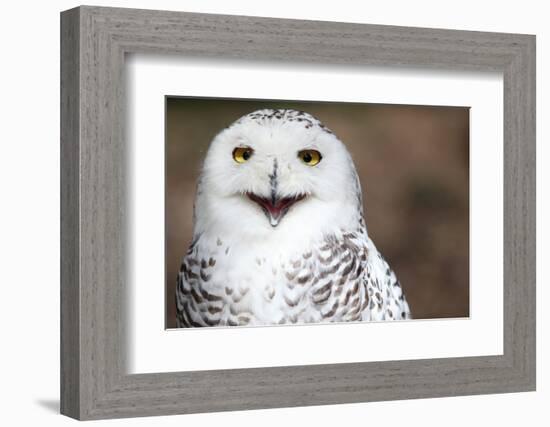 Snowy Owl (Bubo Scandiacus) Smiling And Laughing-l i g h t p o e t-Framed Photographic Print