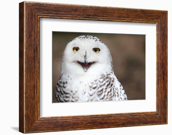 Snowy Owl (Bubo Scandiacus) Smiling And Laughing-l i g h t p o e t-Framed Photographic Print