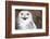 Snowy Owl (Bubo Scandiacus) Smiling And Laughing-l i g h t p o e t-Framed Photographic Print