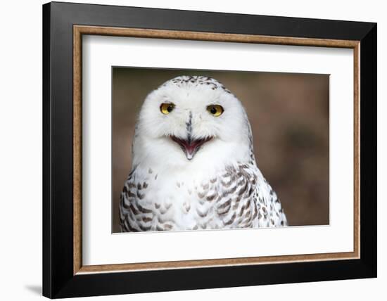 Snowy Owl (Bubo Scandiacus) Smiling And Laughing-l i g h t p o e t-Framed Photographic Print