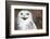 Snowy Owl (Bubo Scandiacus) Smiling And Laughing-l i g h t p o e t-Framed Photographic Print