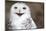 Snowy Owl (Bubo Scandiacus) Smiling And Laughing-l i g h t p o e t-Mounted Photographic Print