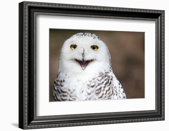 Snowy Owl (Bubo Scandiacus) Smiling And Laughing-l i g h t p o e t-Framed Photographic Print