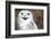 Snowy Owl (Bubo Scandiacus) Smiling And Laughing-l i g h t p o e t-Framed Photographic Print