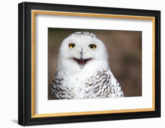 Snowy Owl (Bubo Scandiacus) Smiling And Laughing-l i g h t p o e t-Framed Photographic Print