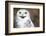 Snowy Owl (Bubo Scandiacus) Smiling And Laughing-l i g h t p o e t-Framed Photographic Print