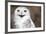 Snowy Owl (Bubo Scandiacus) Smiling And Laughing-l i g h t p o e t-Framed Photographic Print