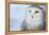 Snowy Owl (Bubo Scandiacus)-l i g h t p o e t-Framed Premier Image Canvas