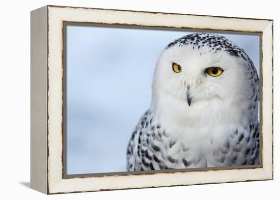 Snowy Owl (Bubo Scandiacus)-l i g h t p o e t-Framed Premier Image Canvas