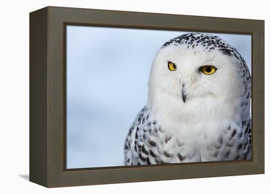 Snowy Owl (Bubo Scandiacus)-l i g h t p o e t-Framed Premier Image Canvas