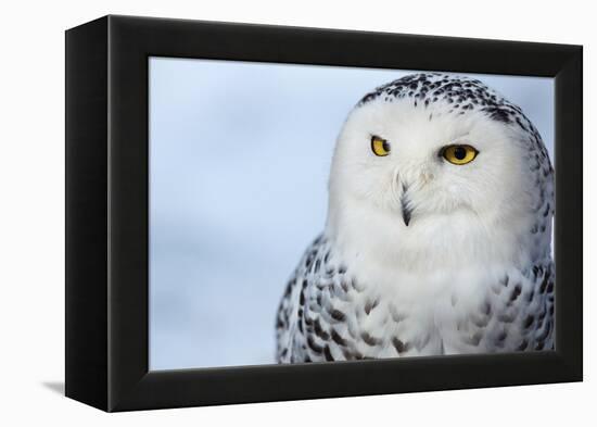 Snowy Owl (Bubo Scandiacus)-l i g h t p o e t-Framed Premier Image Canvas