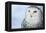 Snowy Owl (Bubo Scandiacus)-l i g h t p o e t-Framed Premier Image Canvas