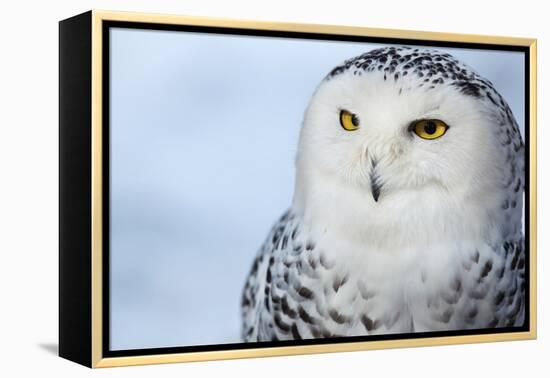 Snowy Owl (Bubo Scandiacus)-l i g h t p o e t-Framed Premier Image Canvas