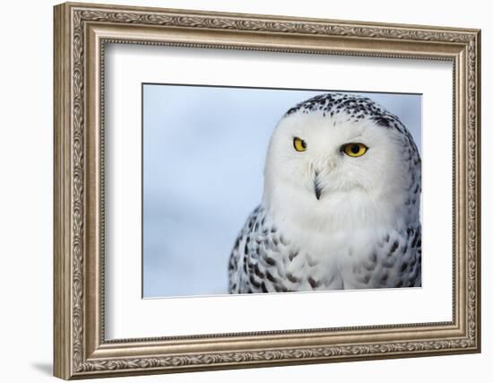 Snowy Owl (Bubo Scandiacus)-l i g h t p o e t-Framed Photographic Print