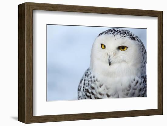 Snowy Owl (Bubo Scandiacus)-l i g h t p o e t-Framed Photographic Print