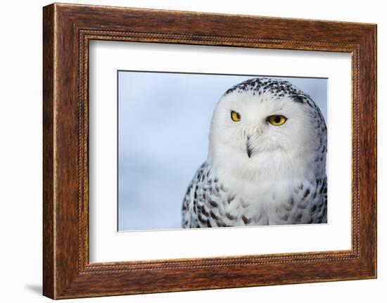 Snowy Owl (Bubo Scandiacus)-l i g h t p o e t-Framed Photographic Print