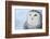 Snowy Owl (Bubo Scandiacus)-l i g h t p o e t-Framed Photographic Print