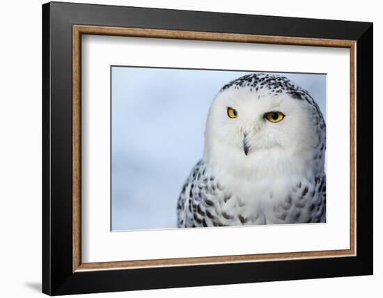 Snowy Owl (Bubo Scandiacus)-l i g h t p o e t-Framed Photographic Print