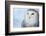 Snowy Owl (Bubo Scandiacus)-l i g h t p o e t-Framed Photographic Print