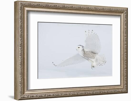 Snowy owl catching a meal.-Ken Archer-Framed Photographic Print