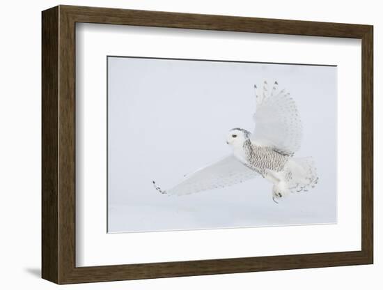 Snowy owl catching a meal.-Ken Archer-Framed Photographic Print
