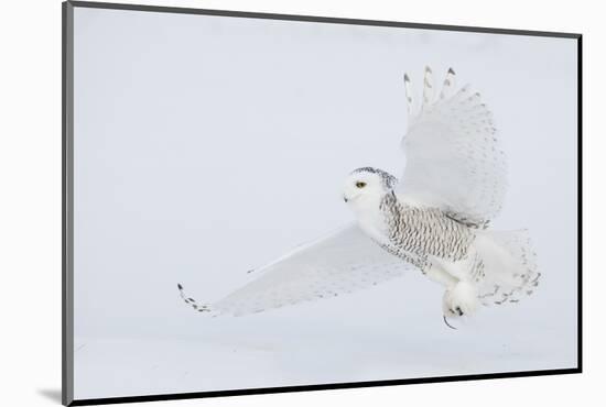 Snowy owl catching a meal.-Ken Archer-Mounted Photographic Print