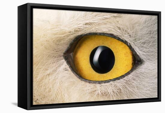 Snowy Owl Close-Up of Eye-Andrey Zvoznikov-Framed Premier Image Canvas