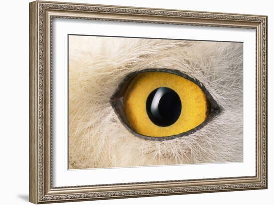 Snowy Owl Close-Up of Eye-Andrey Zvoznikov-Framed Photographic Print