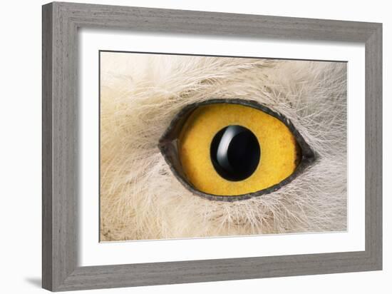 Snowy Owl Close-Up of Eye-Andrey Zvoznikov-Framed Photographic Print