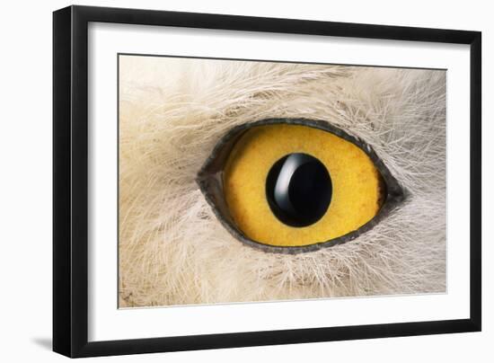 Snowy Owl Close-Up of Eye-Andrey Zvoznikov-Framed Photographic Print