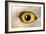 Snowy Owl Close-Up of Eye-Andrey Zvoznikov-Framed Photographic Print