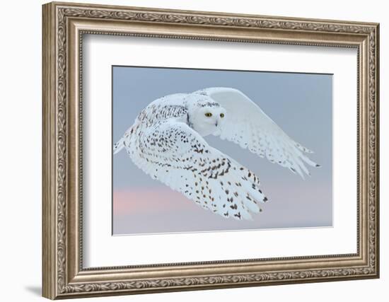 Snowy owl female in flight, Canada-Markus Varesvuo-Framed Photographic Print