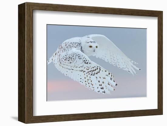 Snowy owl female in flight, Canada-Markus Varesvuo-Framed Photographic Print