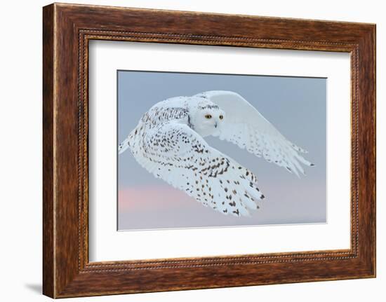 Snowy owl female in flight, Canada-Markus Varesvuo-Framed Photographic Print