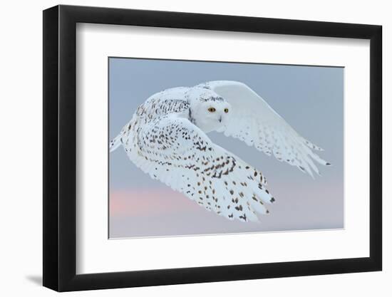 Snowy owl female in flight, Canada-Markus Varesvuo-Framed Photographic Print
