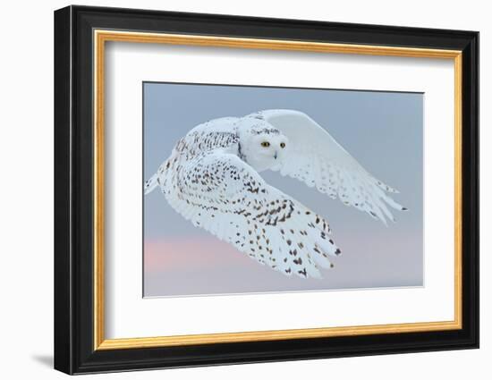 Snowy owl female in flight, Canada-Markus Varesvuo-Framed Photographic Print