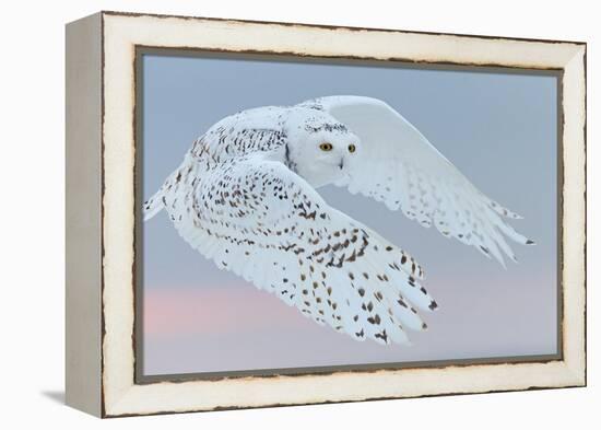 Snowy owl female in flight, Canada-Markus Varesvuo-Framed Premier Image Canvas