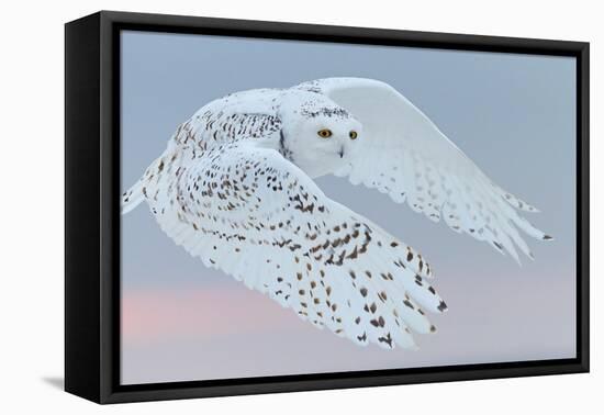 Snowy owl female in flight, Canada-Markus Varesvuo-Framed Premier Image Canvas