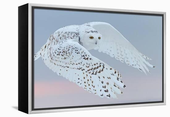 Snowy owl female in flight, Canada-Markus Varesvuo-Framed Premier Image Canvas