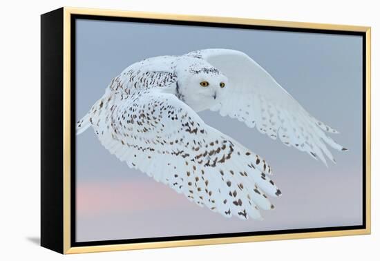 Snowy owl female in flight, Canada-Markus Varesvuo-Framed Premier Image Canvas