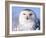 Snowy Owl, Female, Scotland, UK-Niall Benvie-Framed Photographic Print