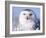 Snowy Owl, Female, Scotland, UK-Niall Benvie-Framed Photographic Print